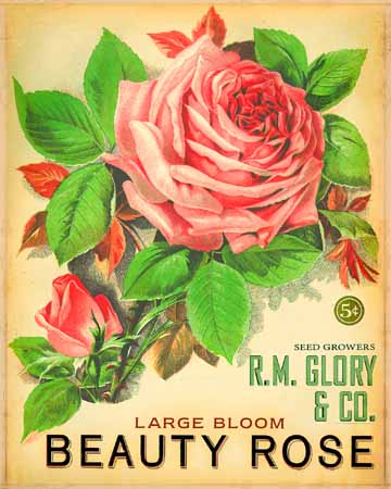 rose seed packet