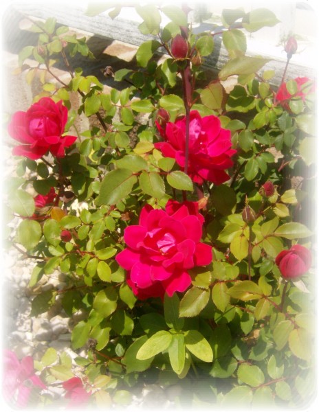 spring rose blooms