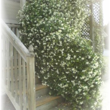 Confederate Jasmine and Thrifty Finds