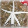 White Starfish Christmas Tree Topper