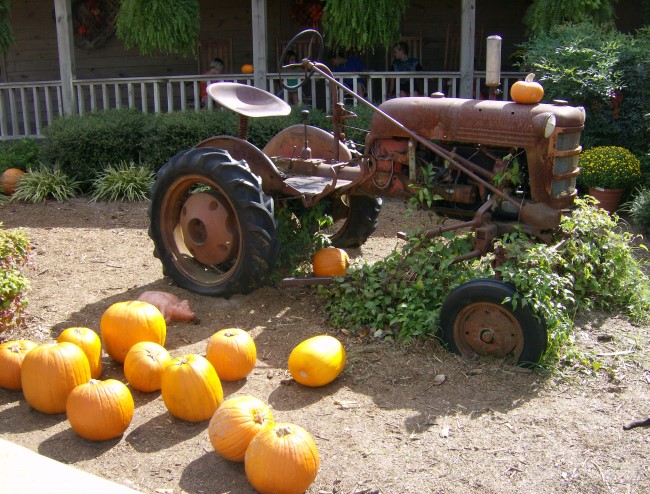 Vintage Tractor Pumpkin Picking In The Country at Mike's Farm