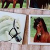 Horse Photography Coasters